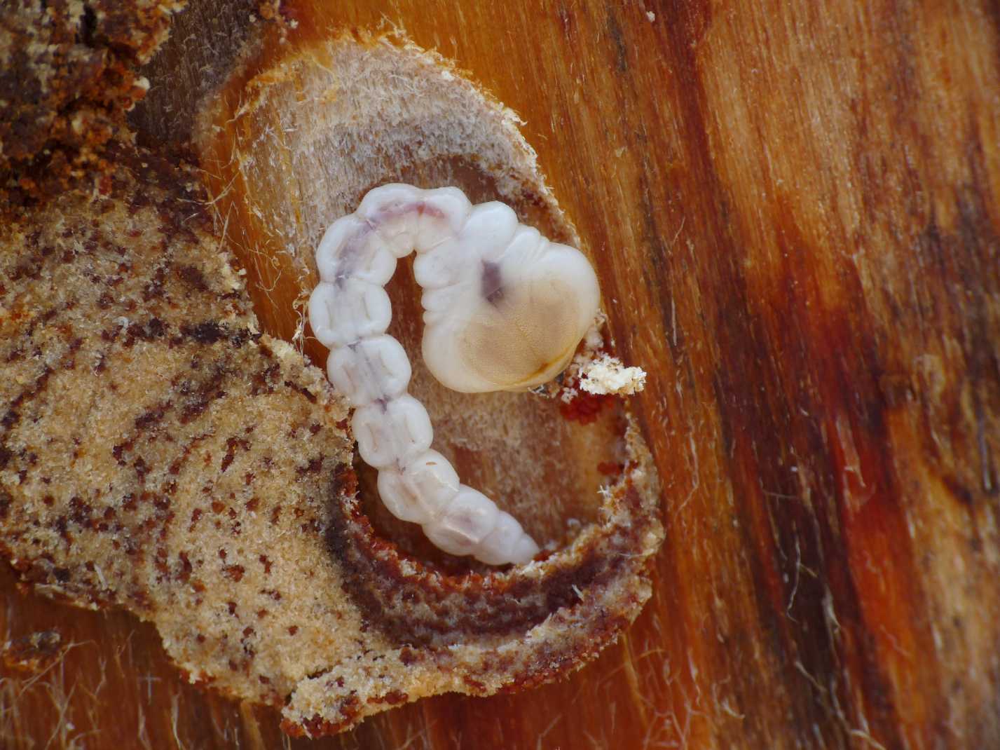 Larva di Buprestidae